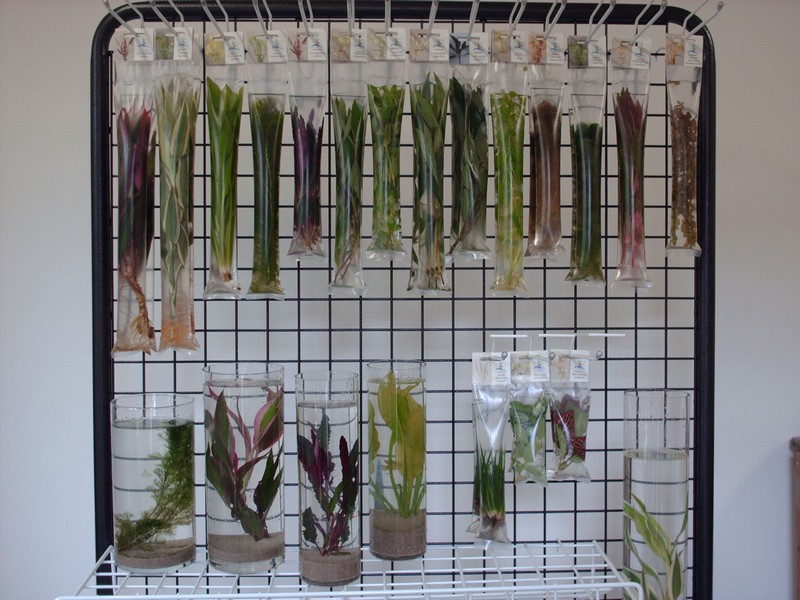 Waterplanten