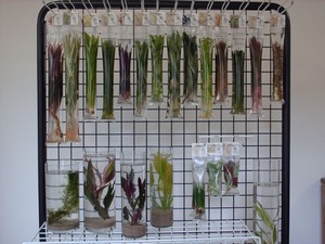 waterplanten-kl